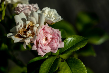 pink rose in the garden