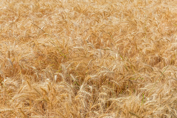 Background of fragment of the ripe wheat field