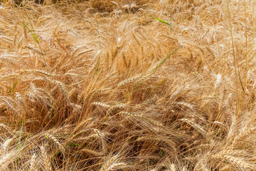 Background of fragment of the ripe wheat field, top view