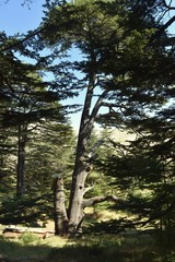 Living cedar in the remnant forest of cedars in Mount Lebanon