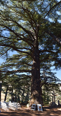 Living cedar in the remnant forest of cedars in Mount Lebanon with chairs and flowers set for a wedding ceremony at the feet of the big tree