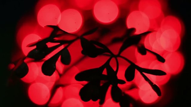 Close-Up Of Rotating Bluish Ruta Graveolens, Common Rue Illuminated By Red Light.