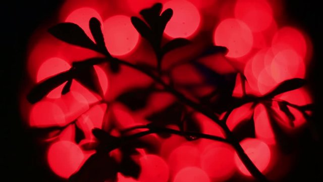 Close-Up Of Rotating Bluish Ruta Graveolens, Common Rue Illuminated By Red Light. Timelapse x4 Loop Video.