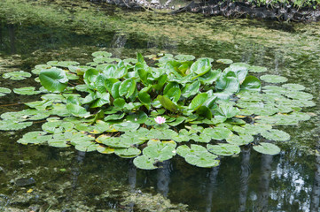 Obraz na płótnie Canvas Water lilies (Nymphea) on a pond