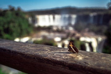 butterfly