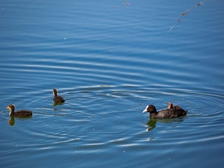 Coot bird family in the lake during summer day