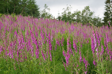 Pinke Blumen auf einer Lichtung im Wald