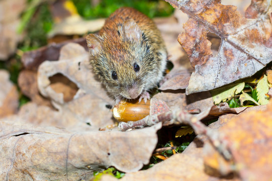 The northern red-backed vole (Myodes rutilus) eats an acorn in an oak forest