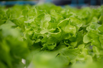 green oak leaf in farm