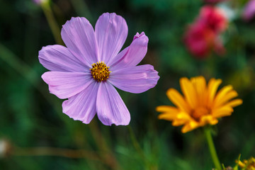 Fototapeta premium Beautiful pink flower on a natural floral background.