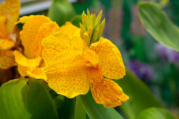 Beautiful blooming canna in July
