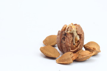 Small workers are working on walnuts