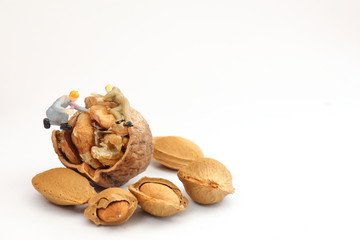 Small workers are working on walnuts