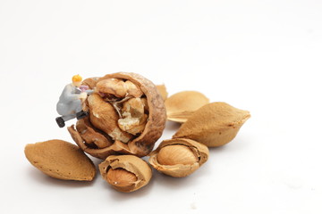 Small workers are working on walnuts