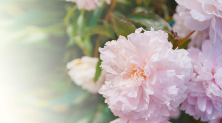 Delicate pink rose with green leaves growing  in garden. Beautiful flower large image for banner.