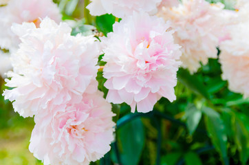 Delicate pink rose with green leaves growing  in garden. Beautiful flower image for vibrant  background .