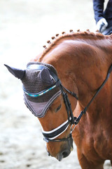 Obraz premium Sport horse head shot close up on the racecourse