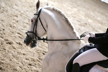 Sport horse head shot close up on the racecourse