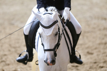 Sport horse head shot close up on the racecourse