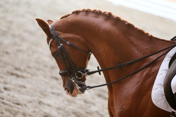 Obraz premium Sport horse head shot close up on the racecourse