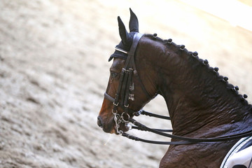 Sport horse head shot close up on the racecourse