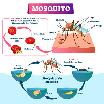 Mosquito vector illustration. Labeled insects species with malaria disease.