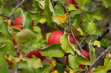 Natural home apples. Pretty red apples on a tree. Organic fruit. Apples on the branch. Fruits of apples. Organic cultivated apples Tree of apples with green leaves. Delicious homemade apples