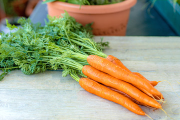 Fresh carrots with green leaves on a gray background .