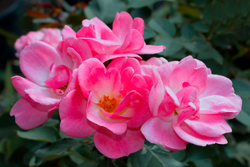 Tea-rose inflorescence in the green garden