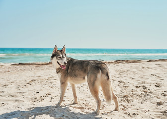 Fototapeta na wymiar Husky dog ​​on beach. Tourism and vacation on ocean. Family vacation in summer. Vacation at sea with dog. Summer travel. 