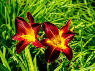 colorful ” Hemerocallis,  “flower flowering, sunny summer day, on background flowers, nature