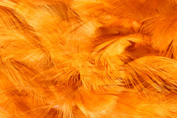 Beautiful black feathers floating in air isolated on white background