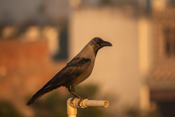 Crow bird 