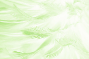 Beautiful feather color light green texture pattern background