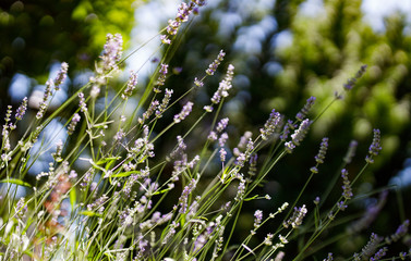 Lavender flowers in the garden. Selective focus