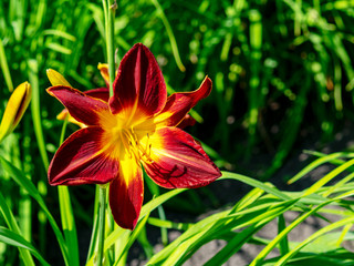 colorful ” Hemerocallis,  “flower flowering, sunny summer day, on background flowers, nature