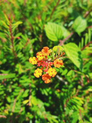 Macro shot of a flower