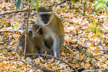 Female baboon with a cub sits in the par