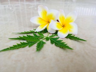 Fototapeta na wymiar yellow & white flower