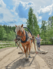 Working horse
