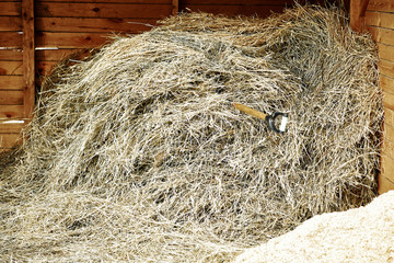 hay in the stable. farm cattle breeding.