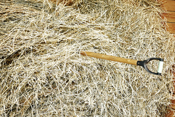 hay in the stable. farm cattle breeding.