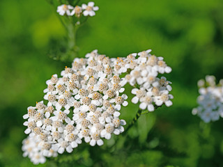 Blühende Schafgarbe, Achillea, © M. Schuppich