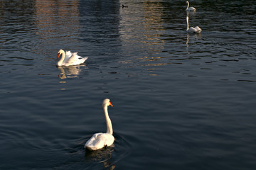 swans on the lake,birds,animal,river,water,summer,wildlife,view