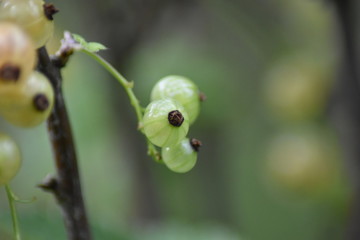 Weiße Johannisbeeren (Ribes)