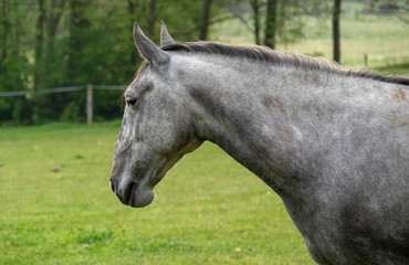 Obraz na płótnie Canvas Head of light grey spanish horse