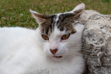 Head cat close up, outdoor