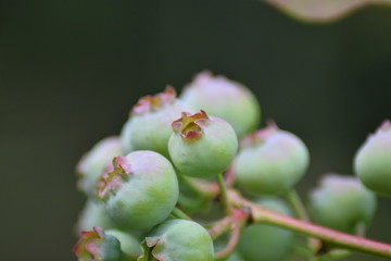 Unreife Heidelbeeren (Vaccinium myrtillus)