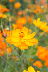Outdoor spring blooming yellow orange yellow autumn flowers,Cosmos sulphureus Cav.