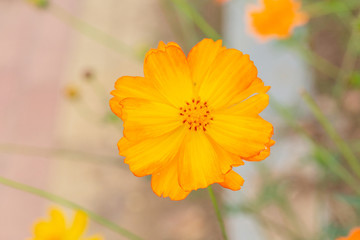Outdoor spring blooming yellow orange yellow autumn flowers,Cosmos sulphureus Cav.